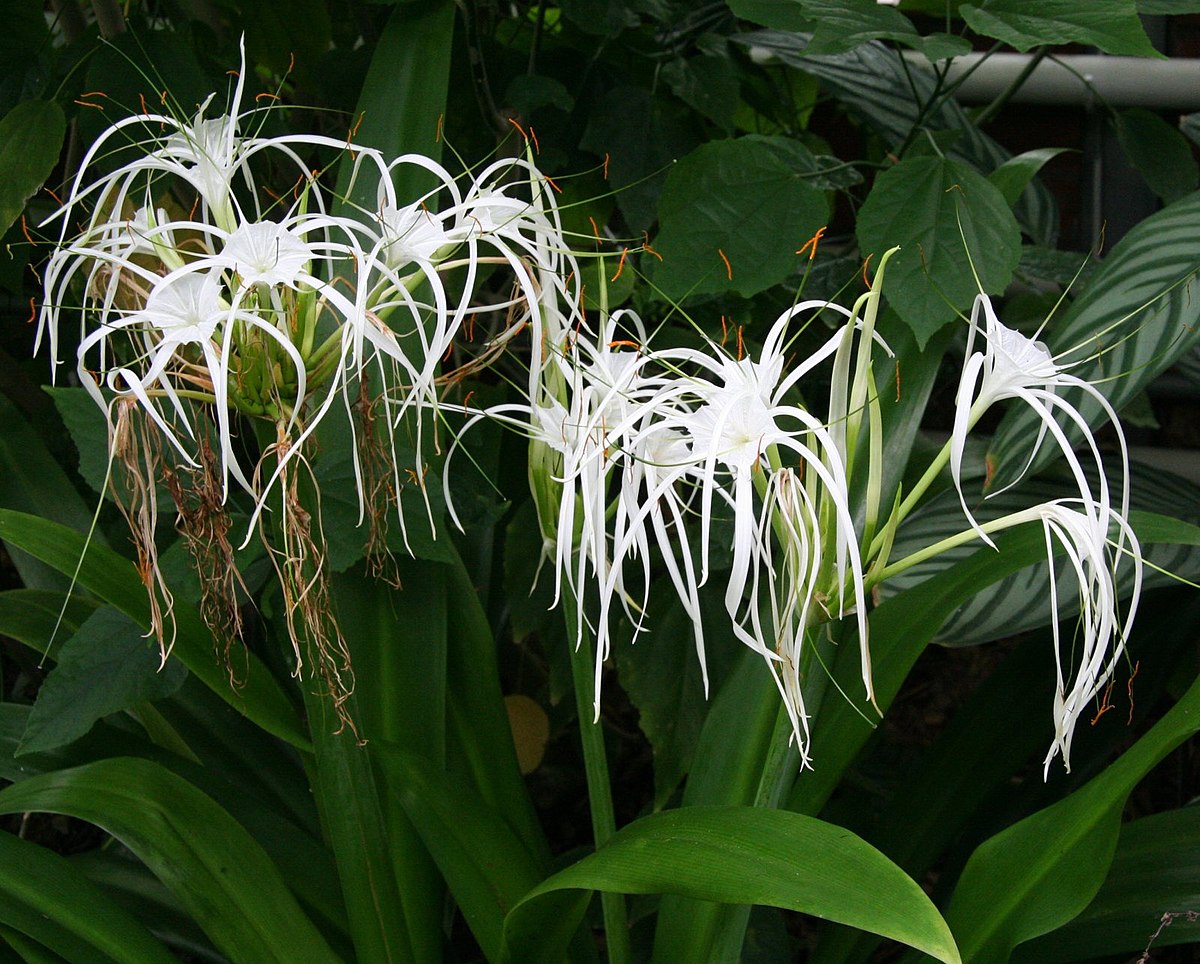 Hymenocallis