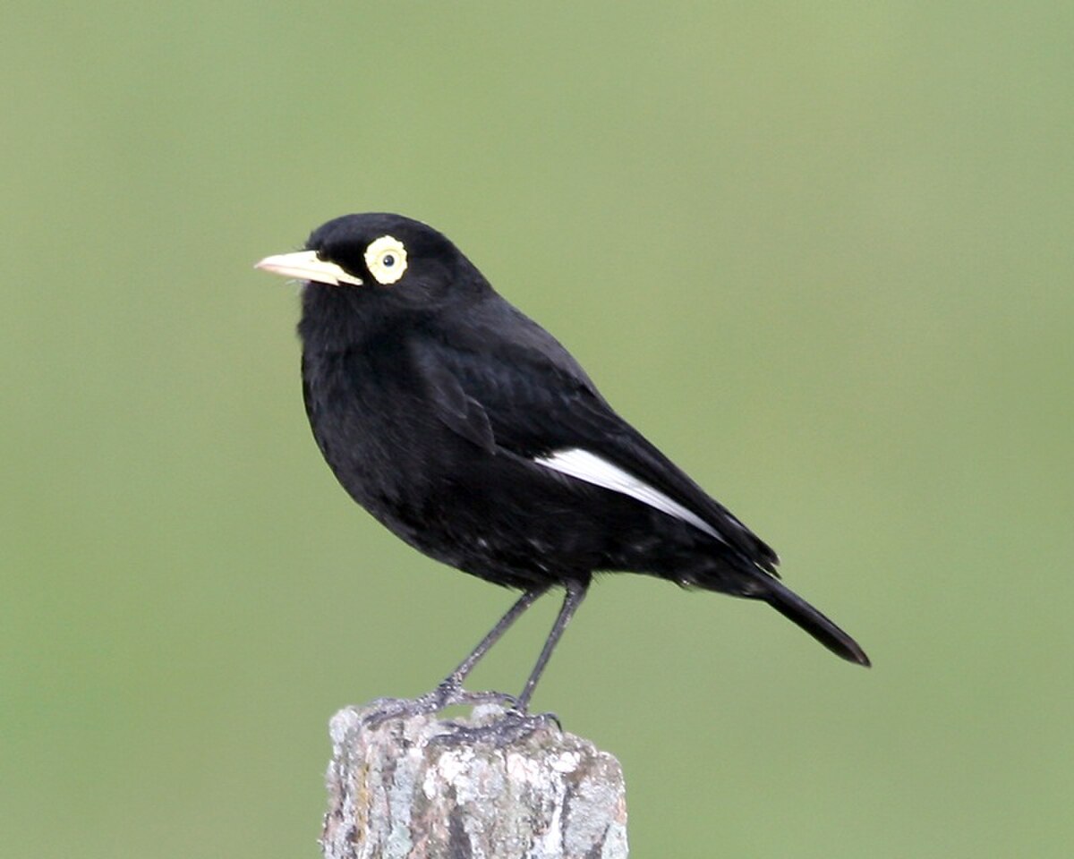 Ada clignot