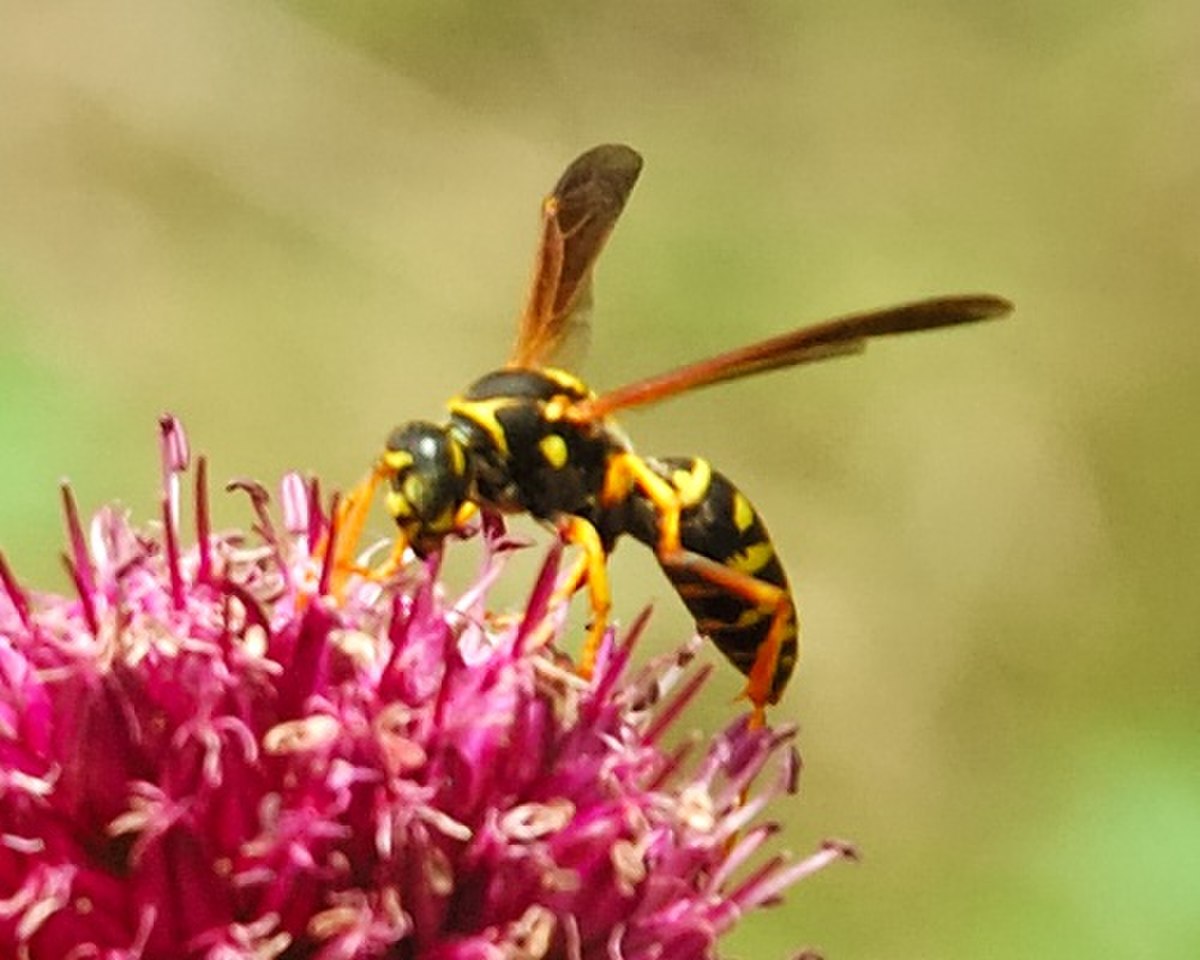 Vespidae