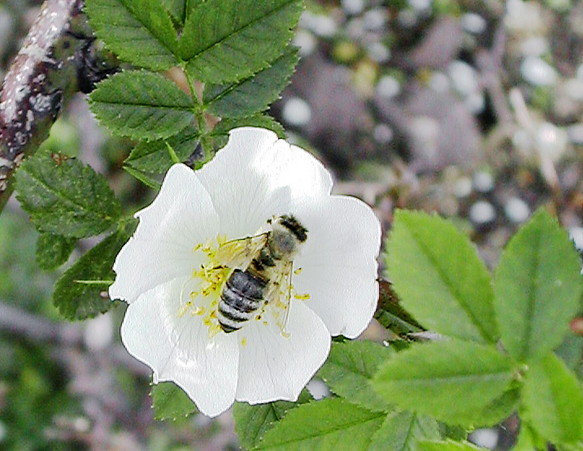 Abeille à miel