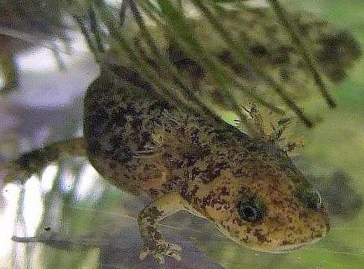 Hynobius