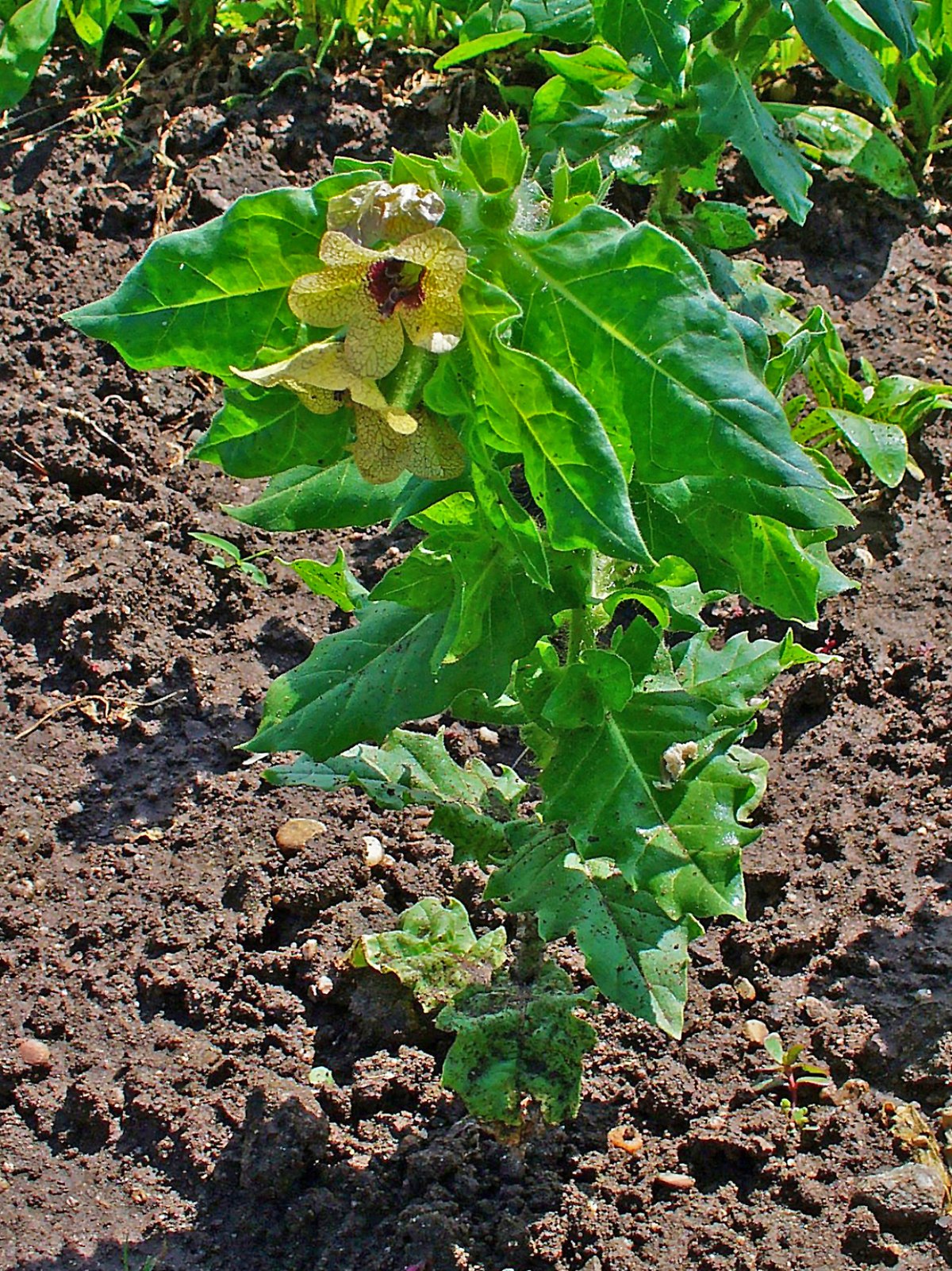 Hyoscyamus niger