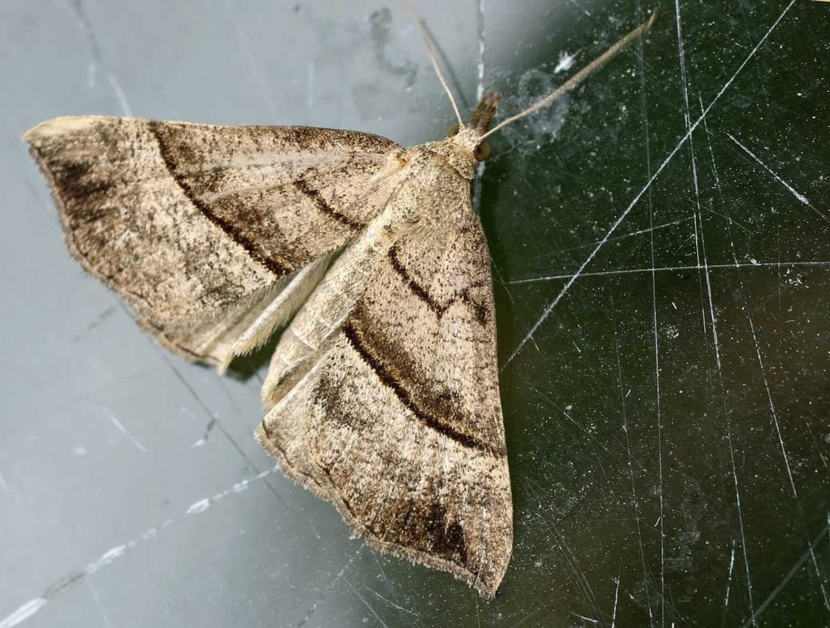 Hypena