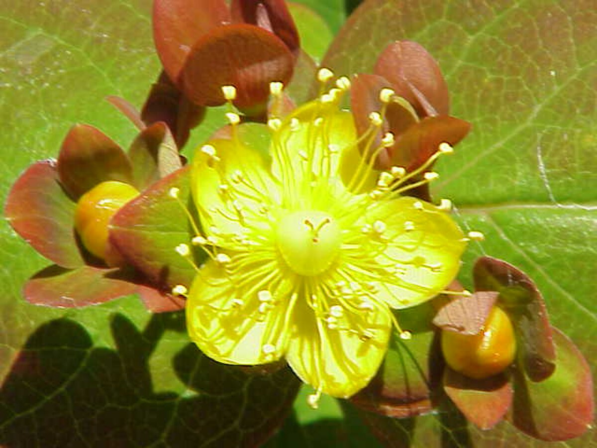 Hypericaceae