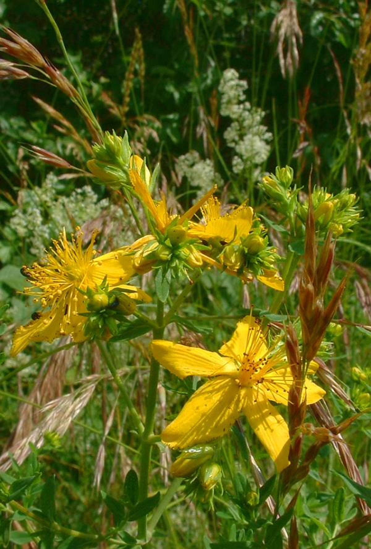 Clusiaceae