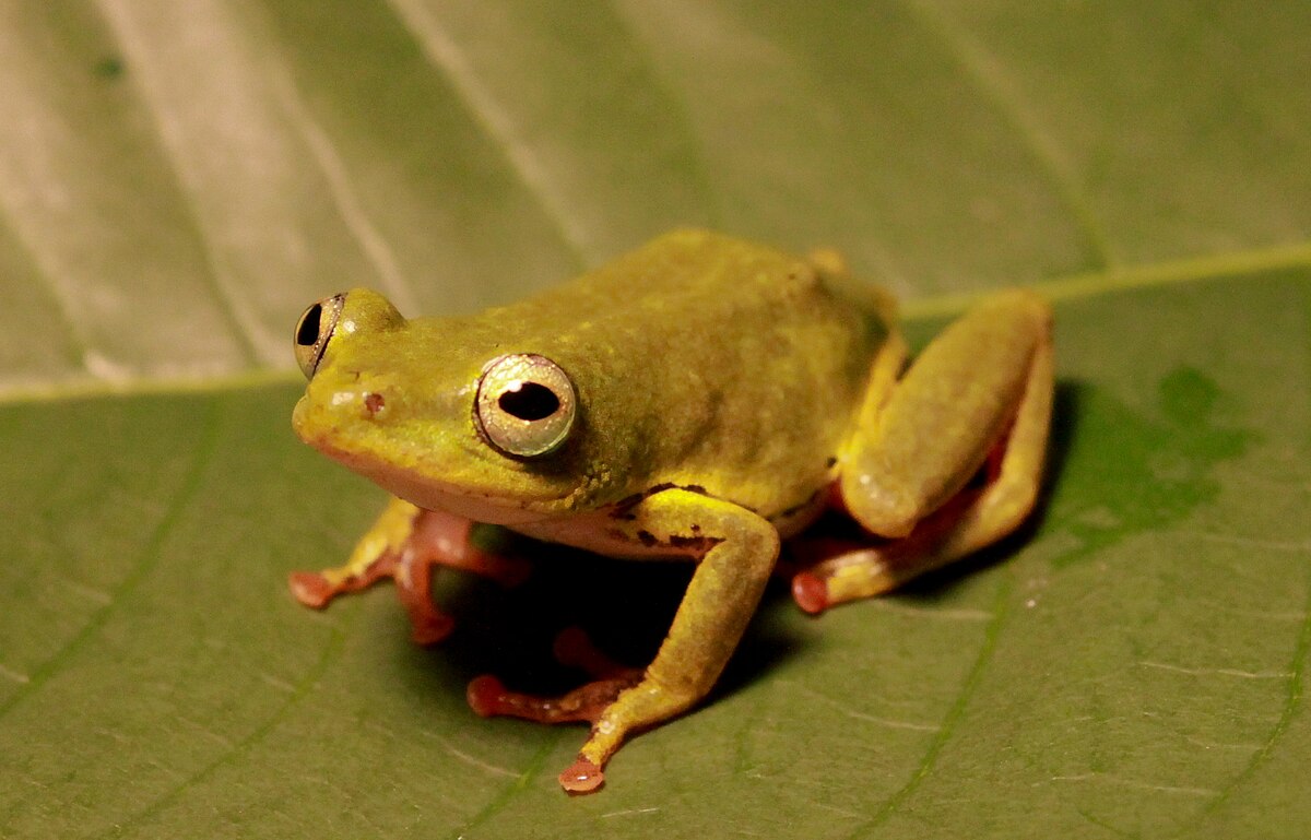 Hyperoliidae