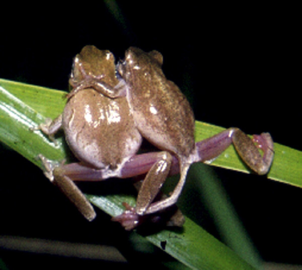 Hyperolius marmoratus