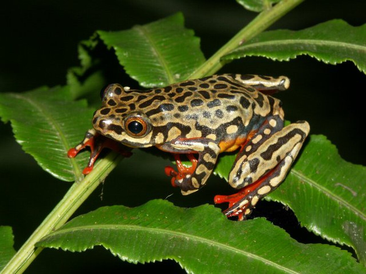 Hyperolius riggenbachi