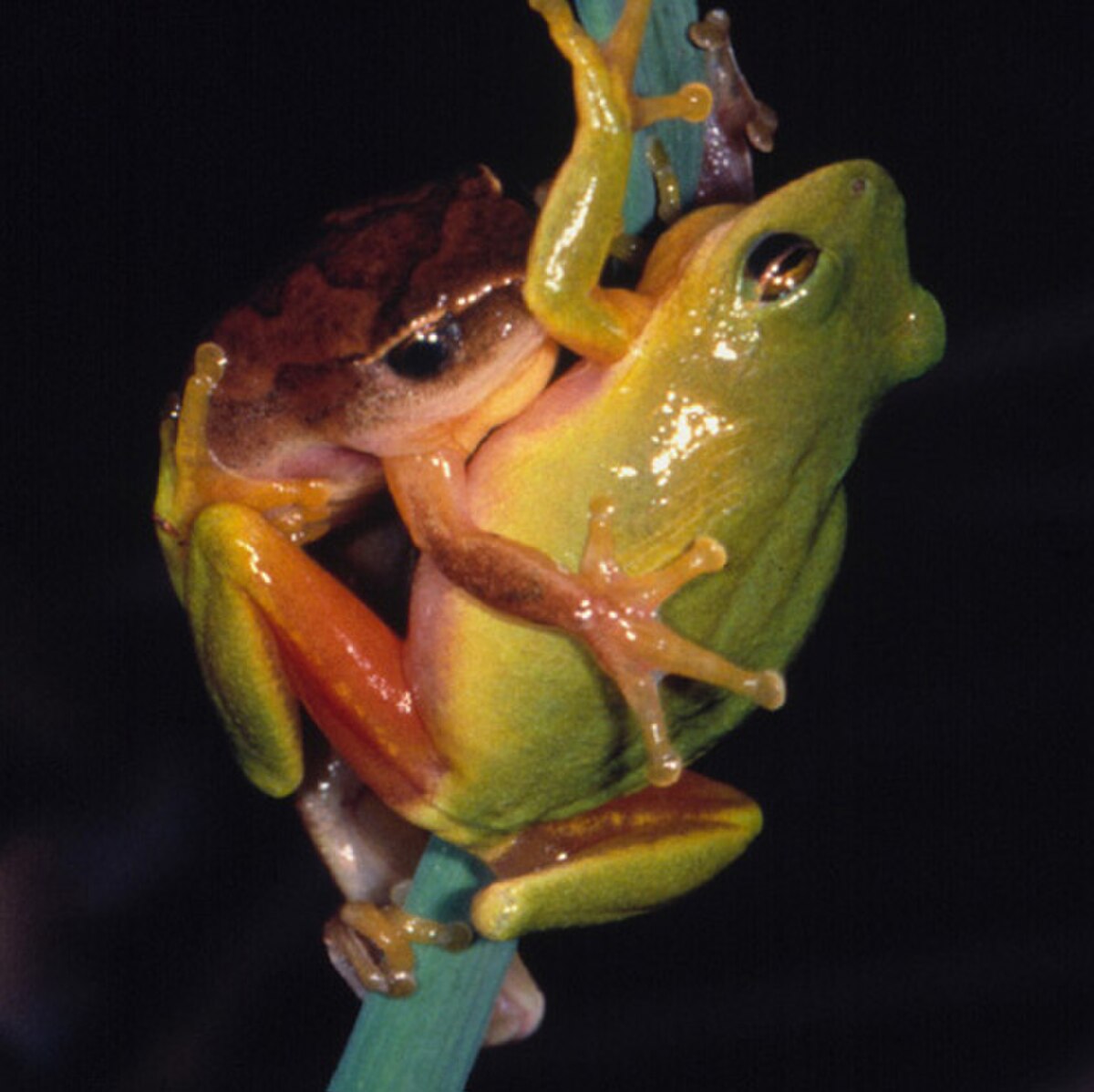 Hyperolius tuberilinguis