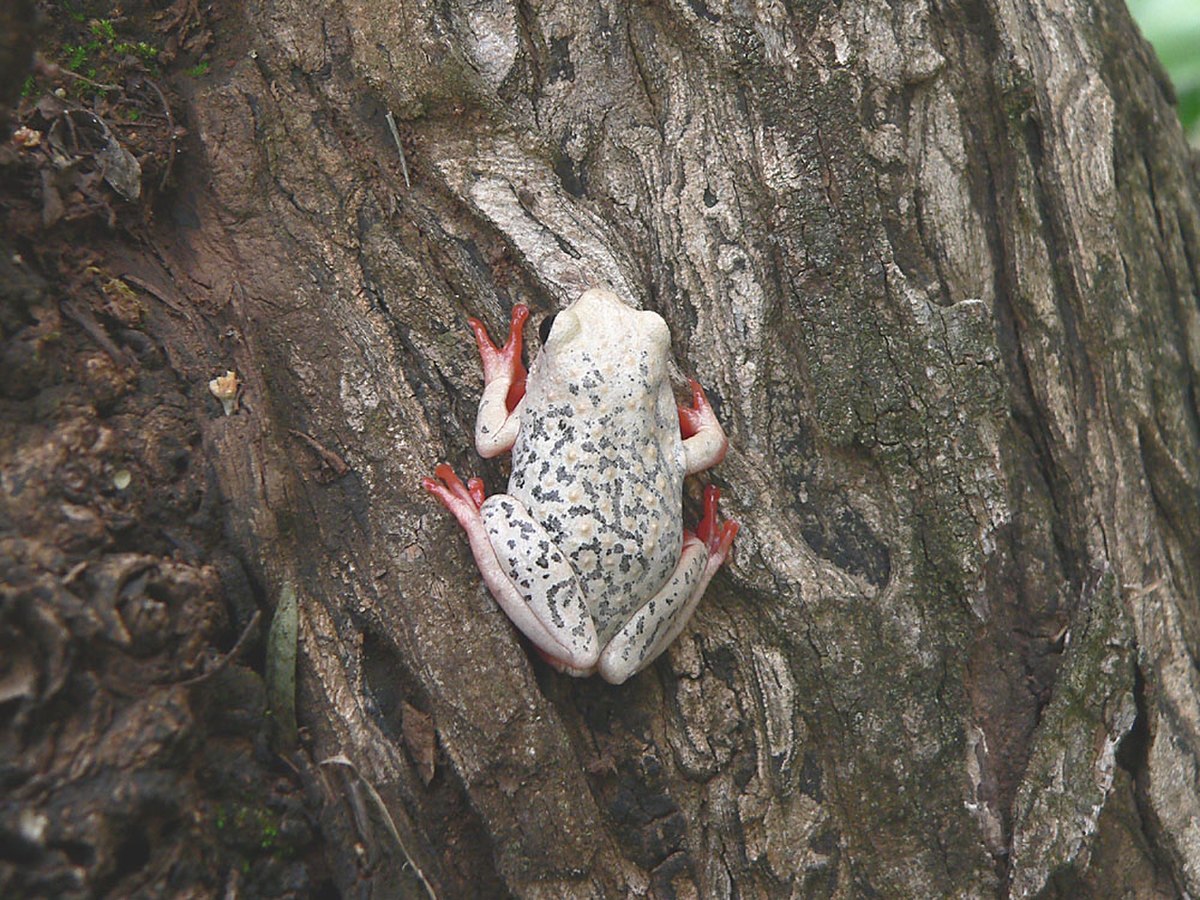 Hyperolius