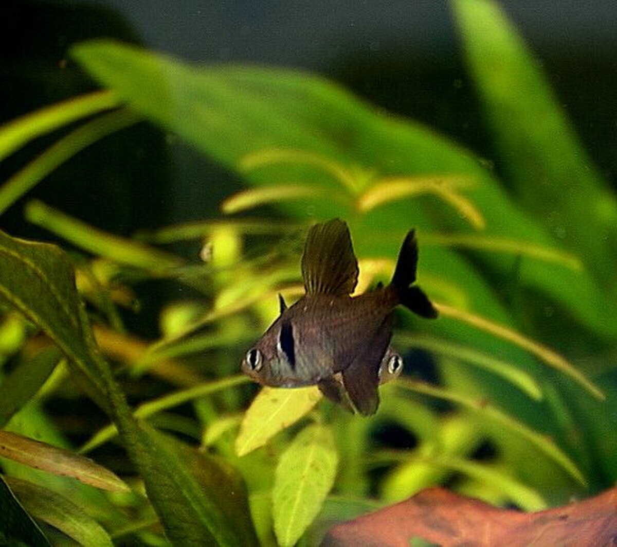 Hyphessobrycon megalopterus