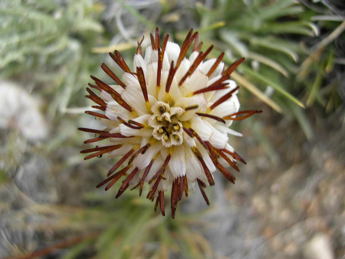 Hypochaeris