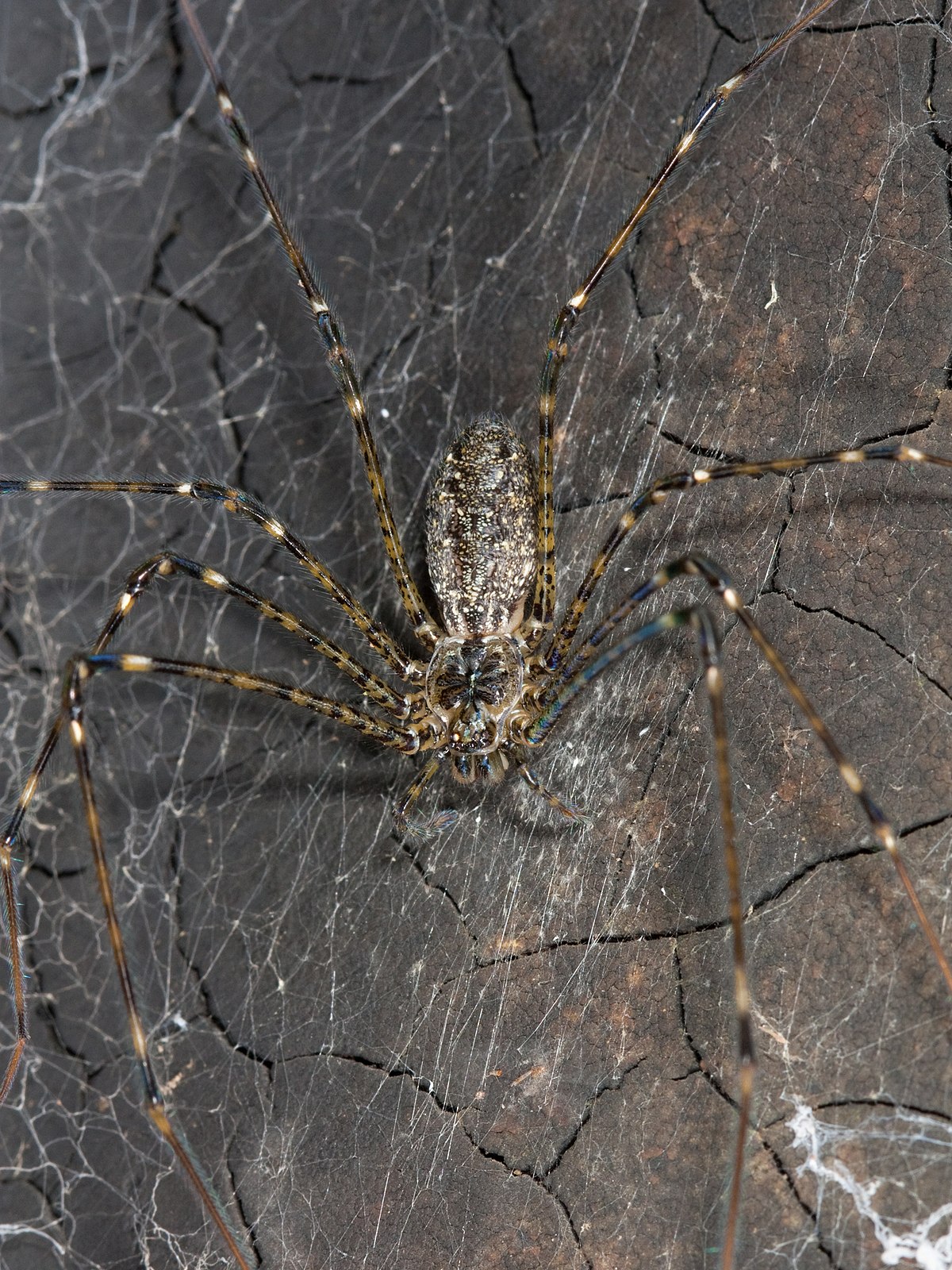 Hypochilidae
