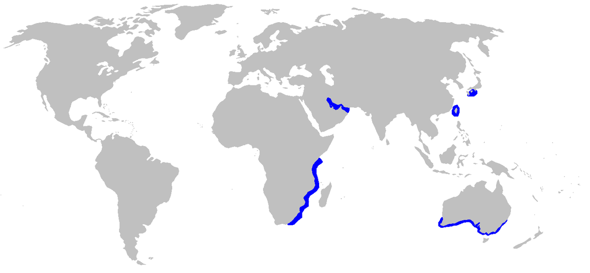 Hypogaleus