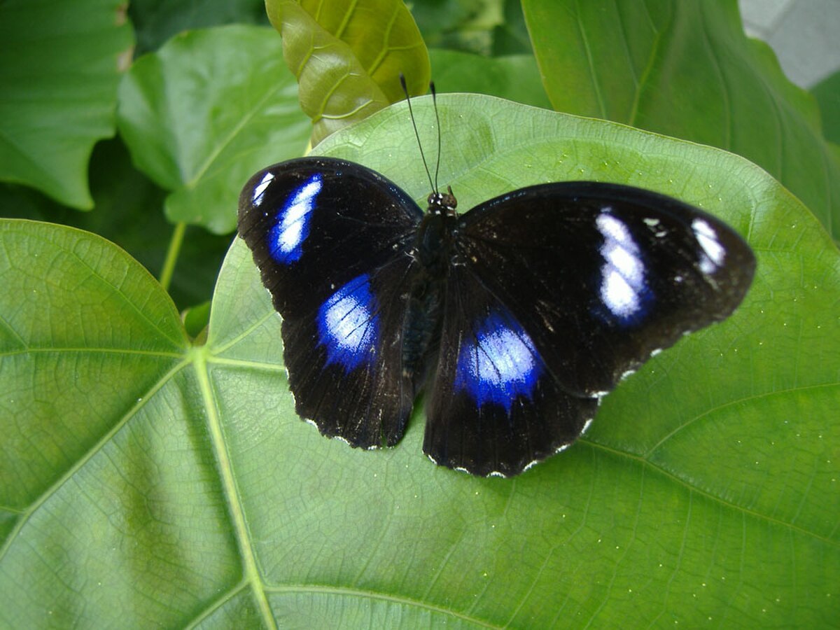 Hypolimnas