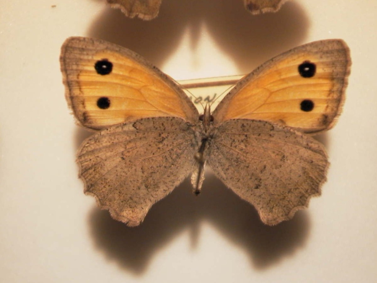 Hyponephele