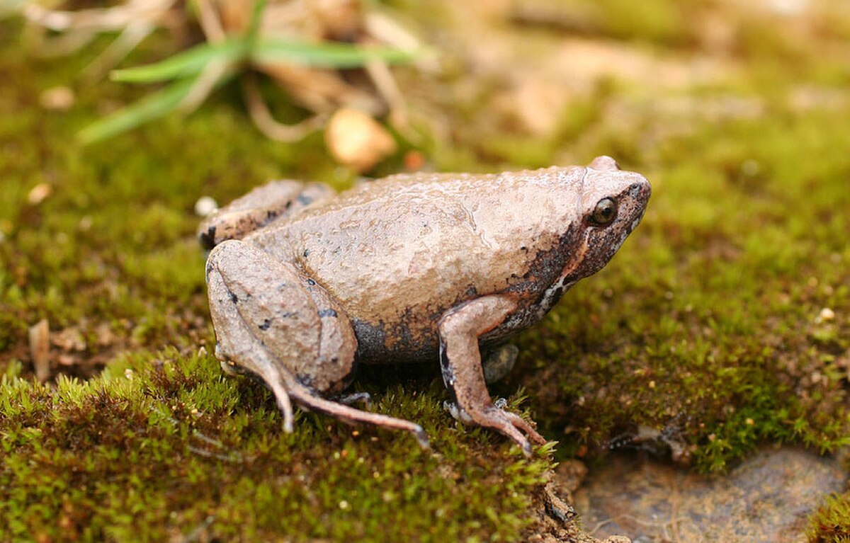 Hypopachus barberi