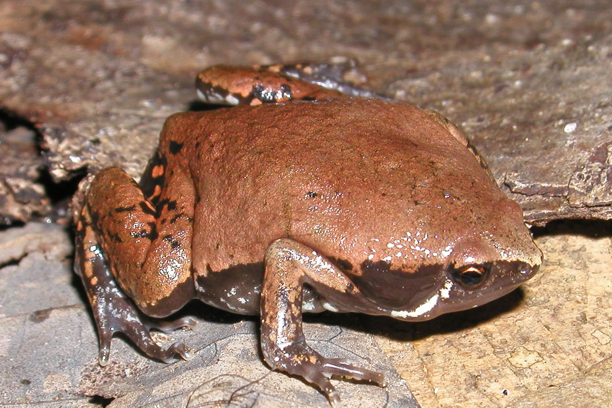 Hypopachus variolosus
