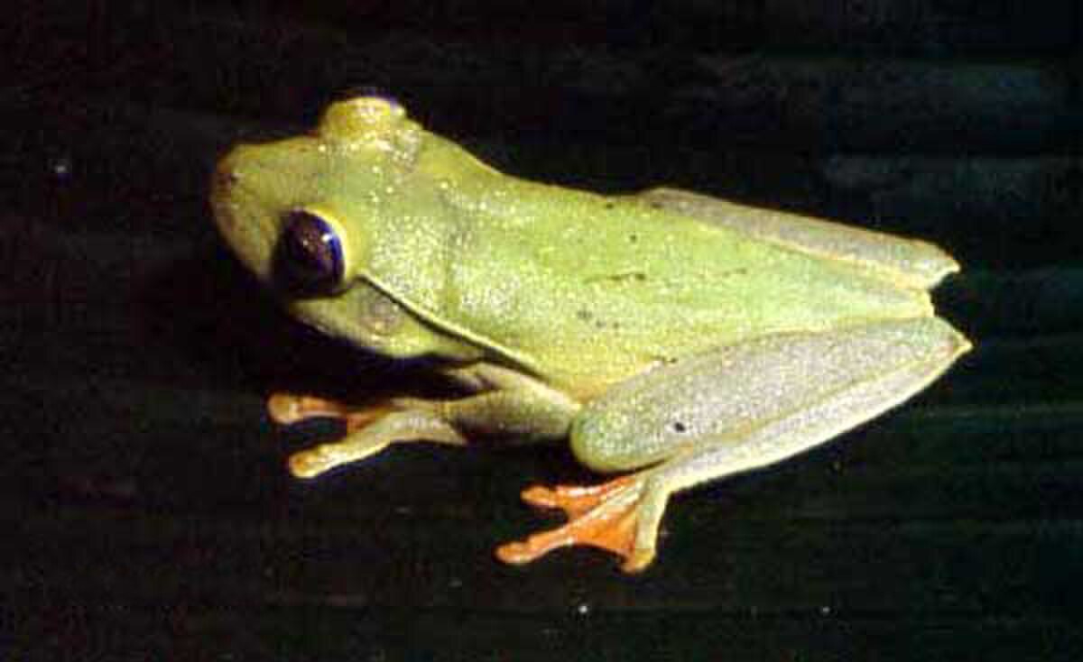 Hypsiboas albomarginatus
