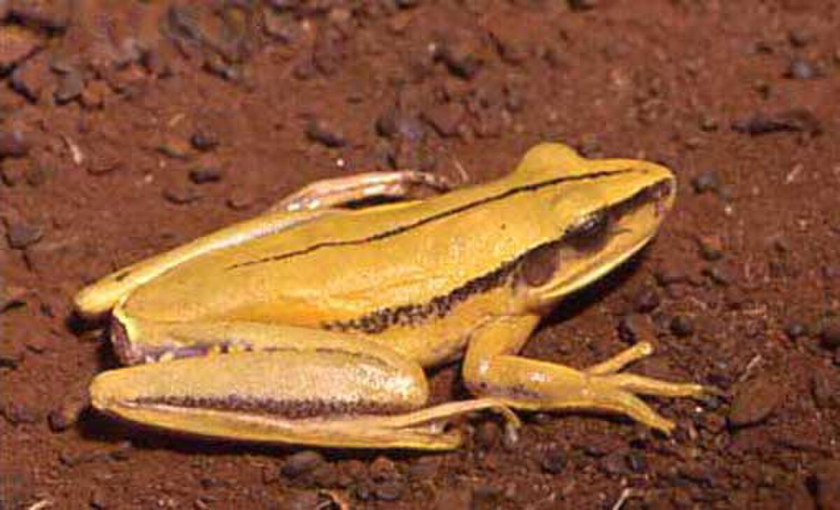 Hypsiboas albopunctatus