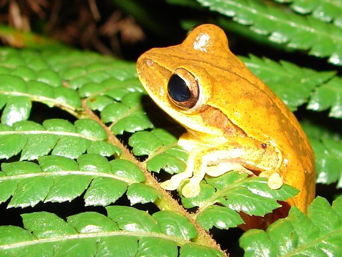 Hypsiboas bischoffi
