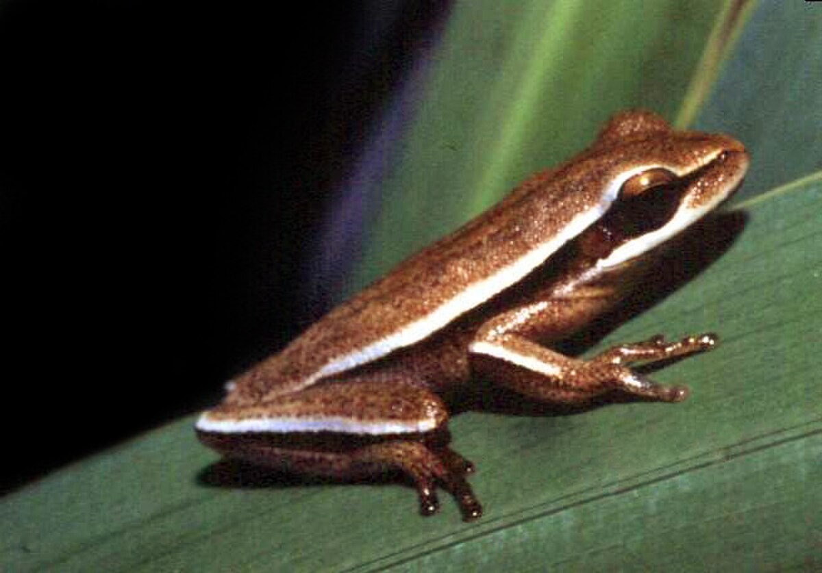 Hypsiboas caingua