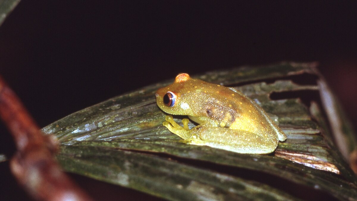 Hypsiboas cinerascens