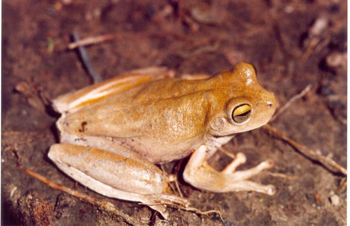 Hypsiboas crepitans