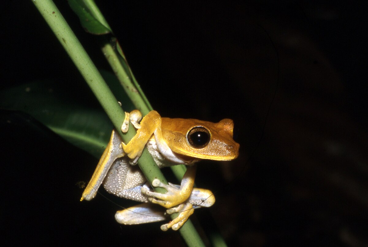 Hypsiboas fasciatus