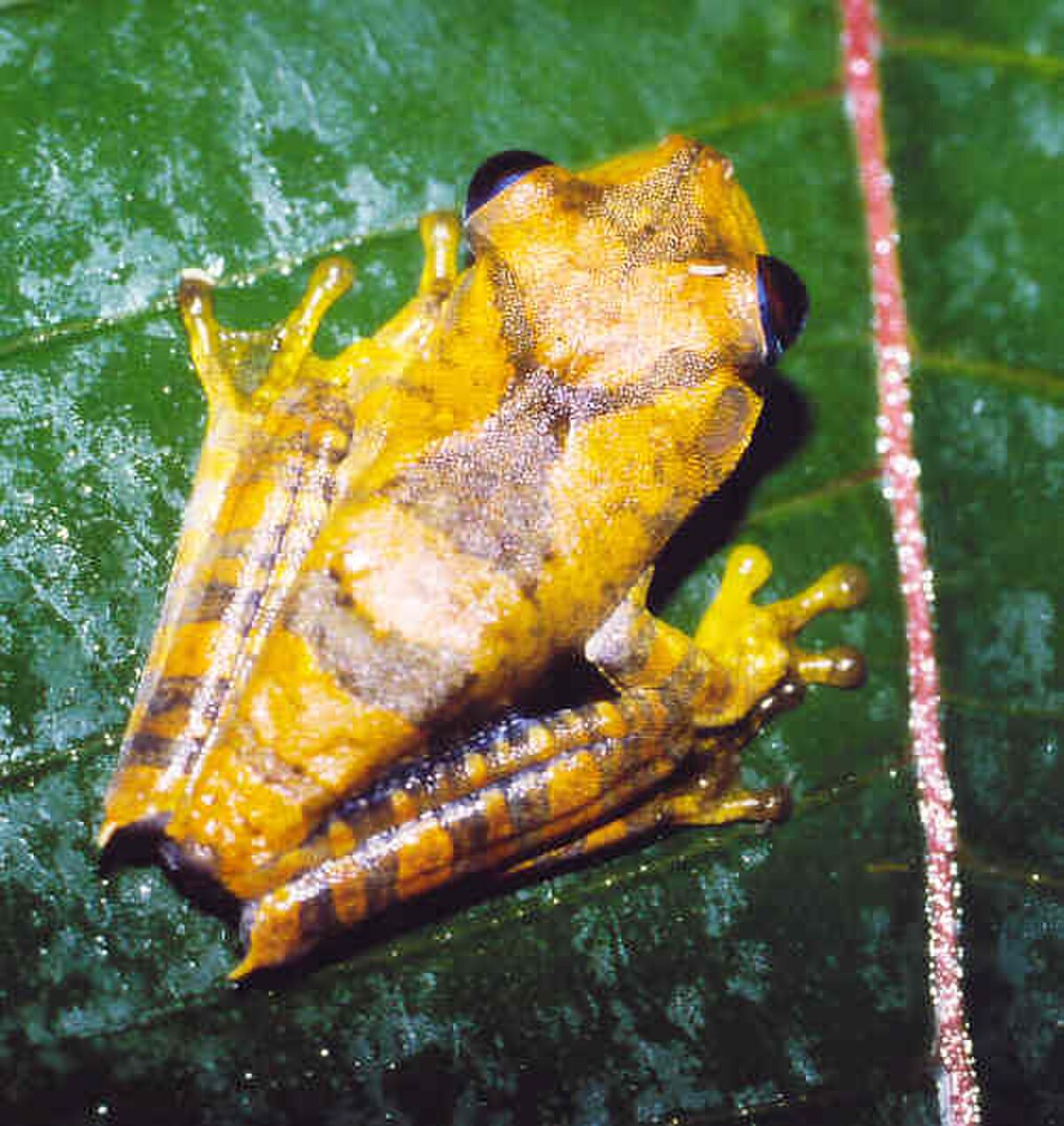 Hypsiboas geographicus