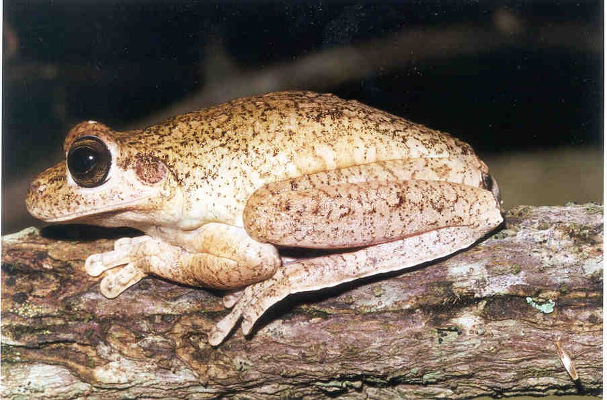 Hypsiboas lundii