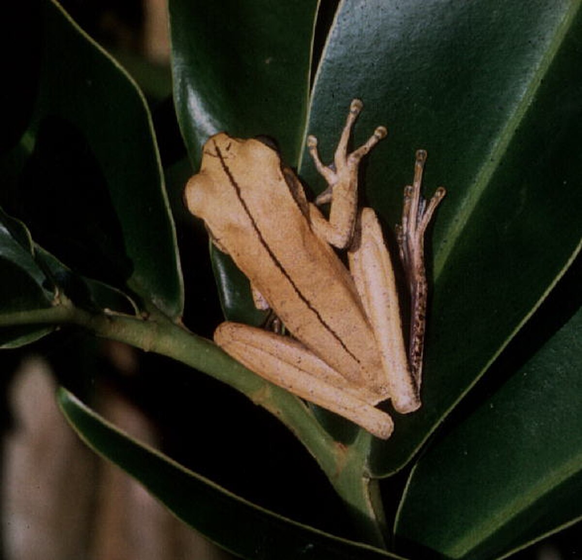 Hypsiboas multifasciatus