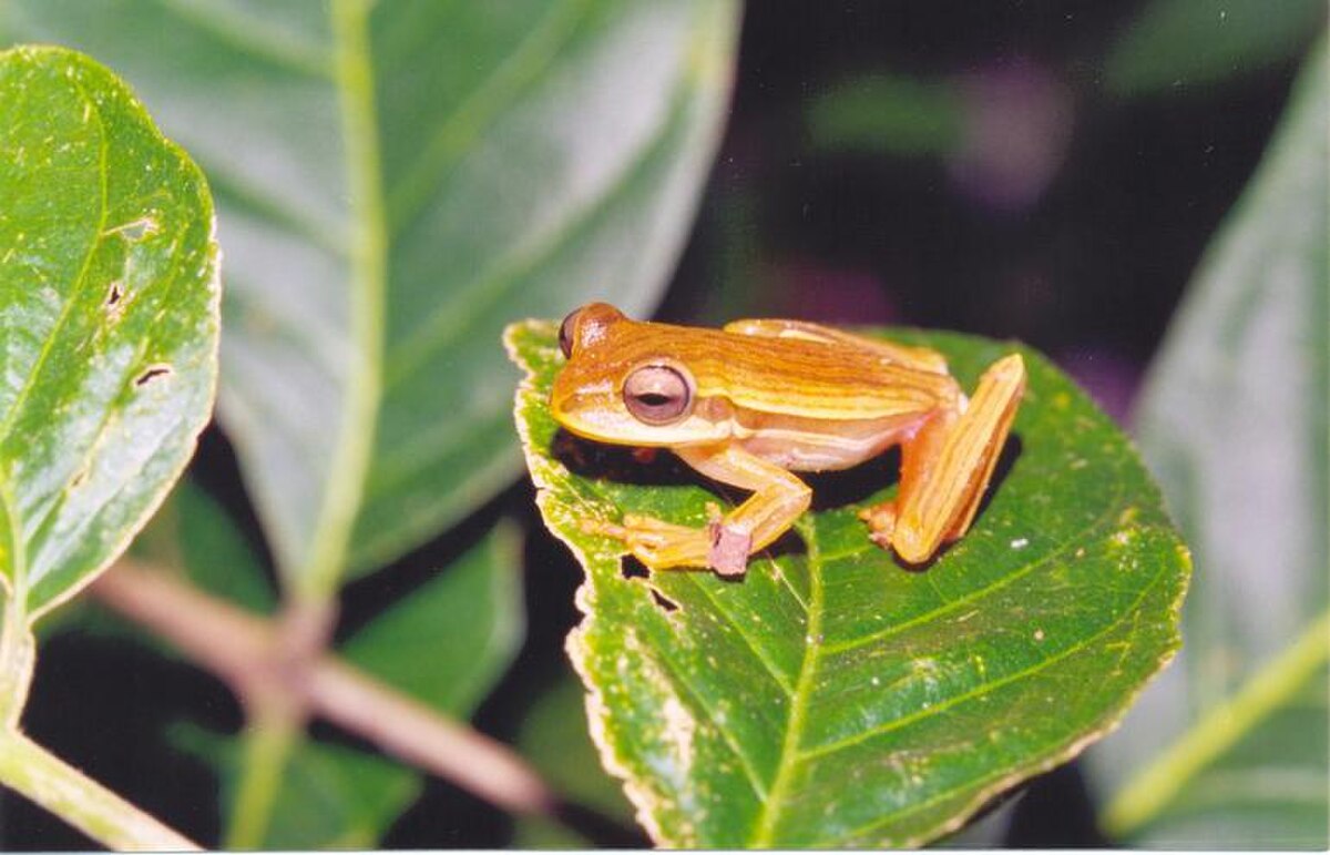 Hypsiboas polytaenius