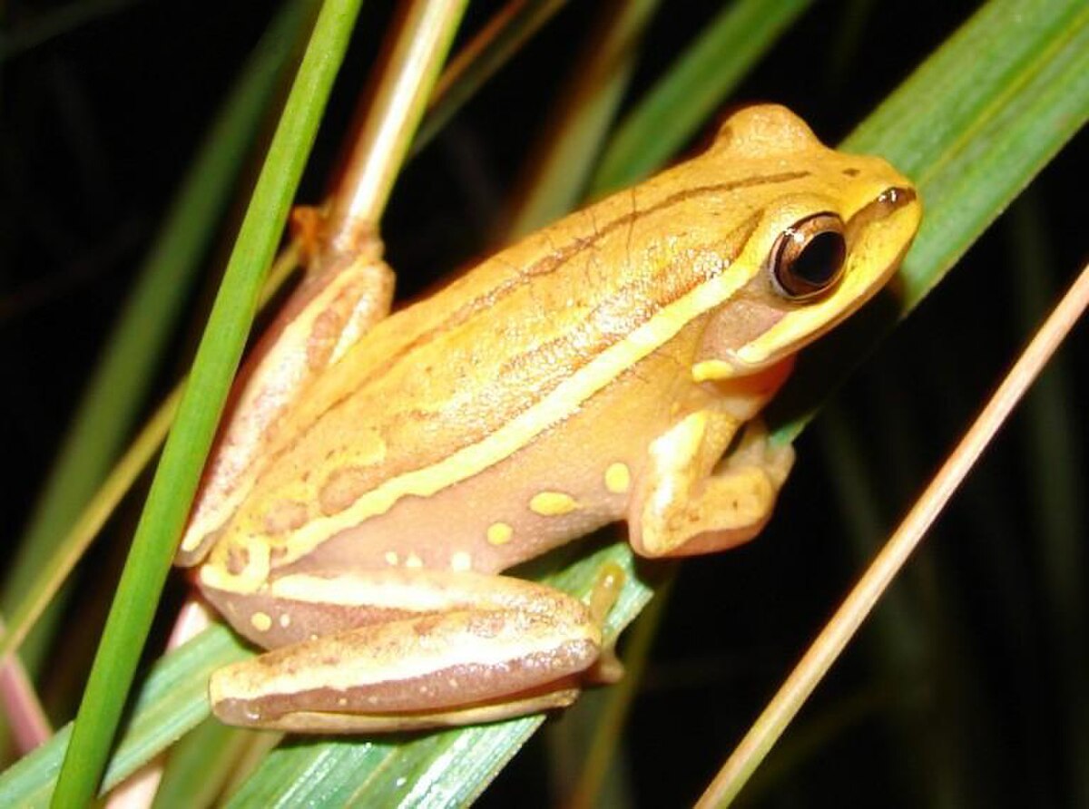 Hypsiboas semiguttatus