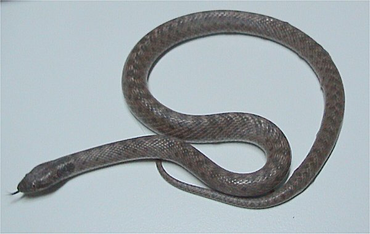 Hypsiglena torquata