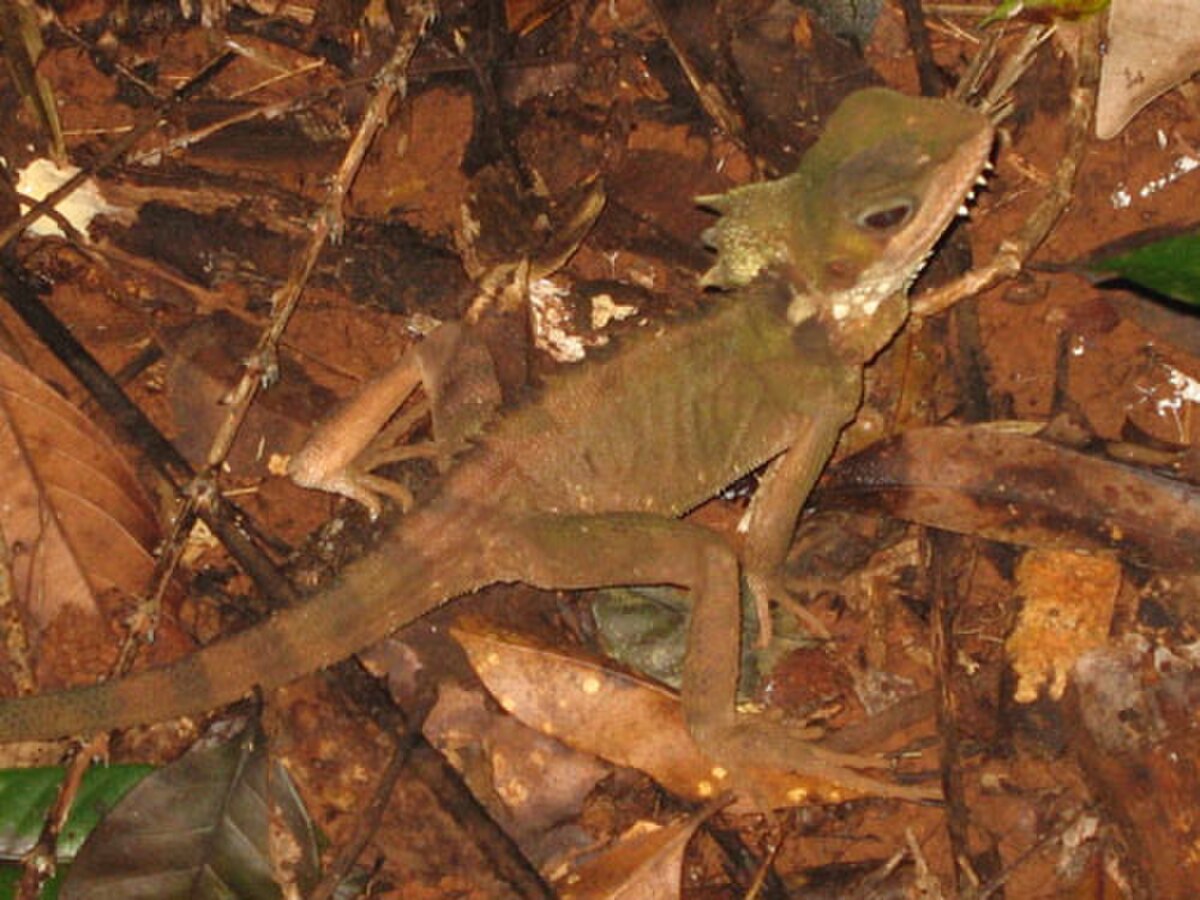 Hypsilurus
