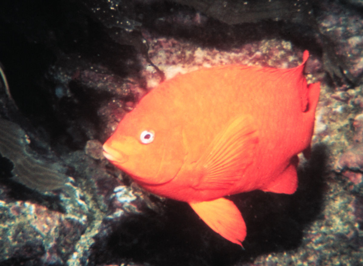 Hypsypops rubicundus by NOAA.jpg
