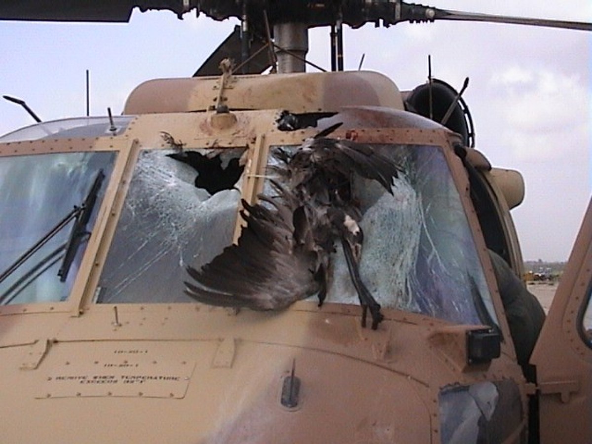 Risque aviaire