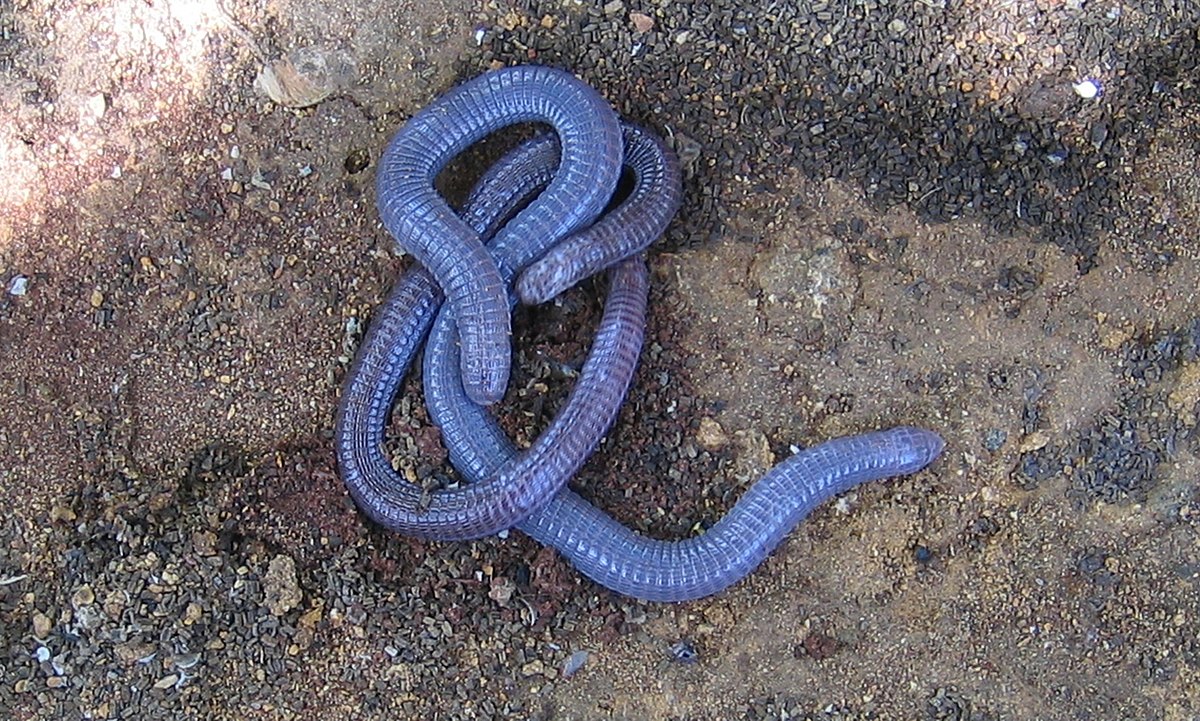 Amphisbaenia