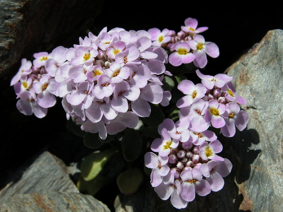 Iberis-spathulata-f.JPG