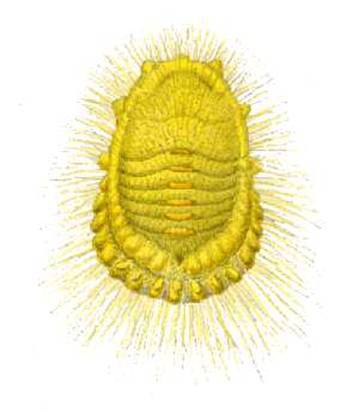 Icerya seychellarum