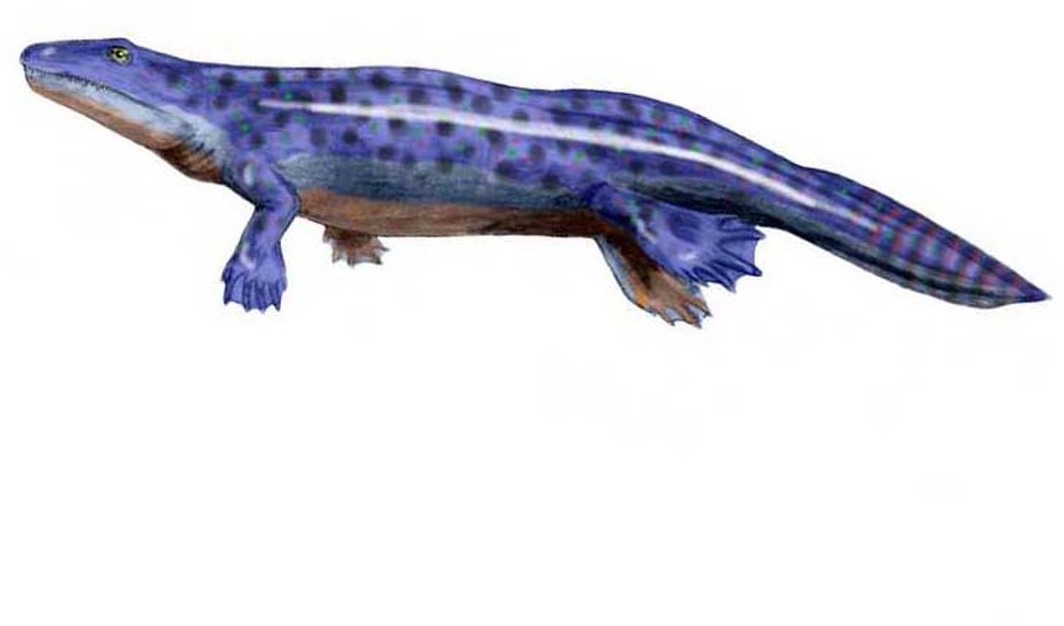 Tetrapoda