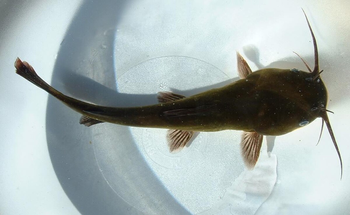 Ictalurus