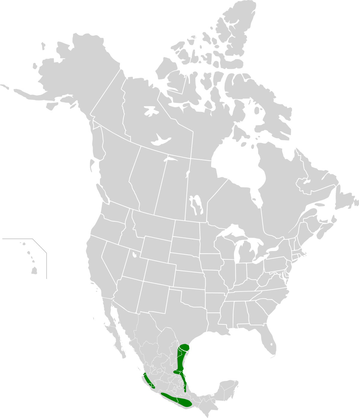 Oriole d'Audubon
