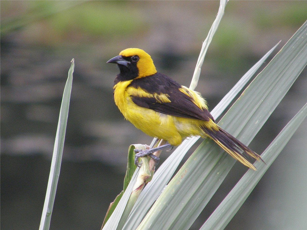 Oriole à queue jaune