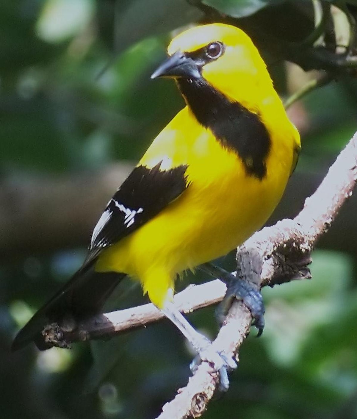 Oriole jaune