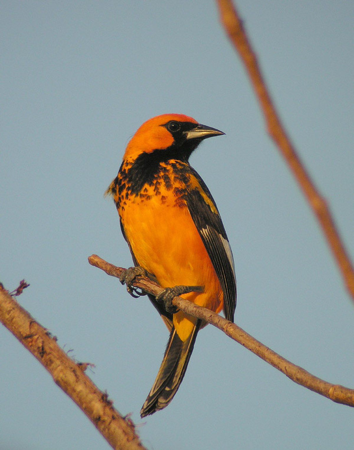Oriole maculé