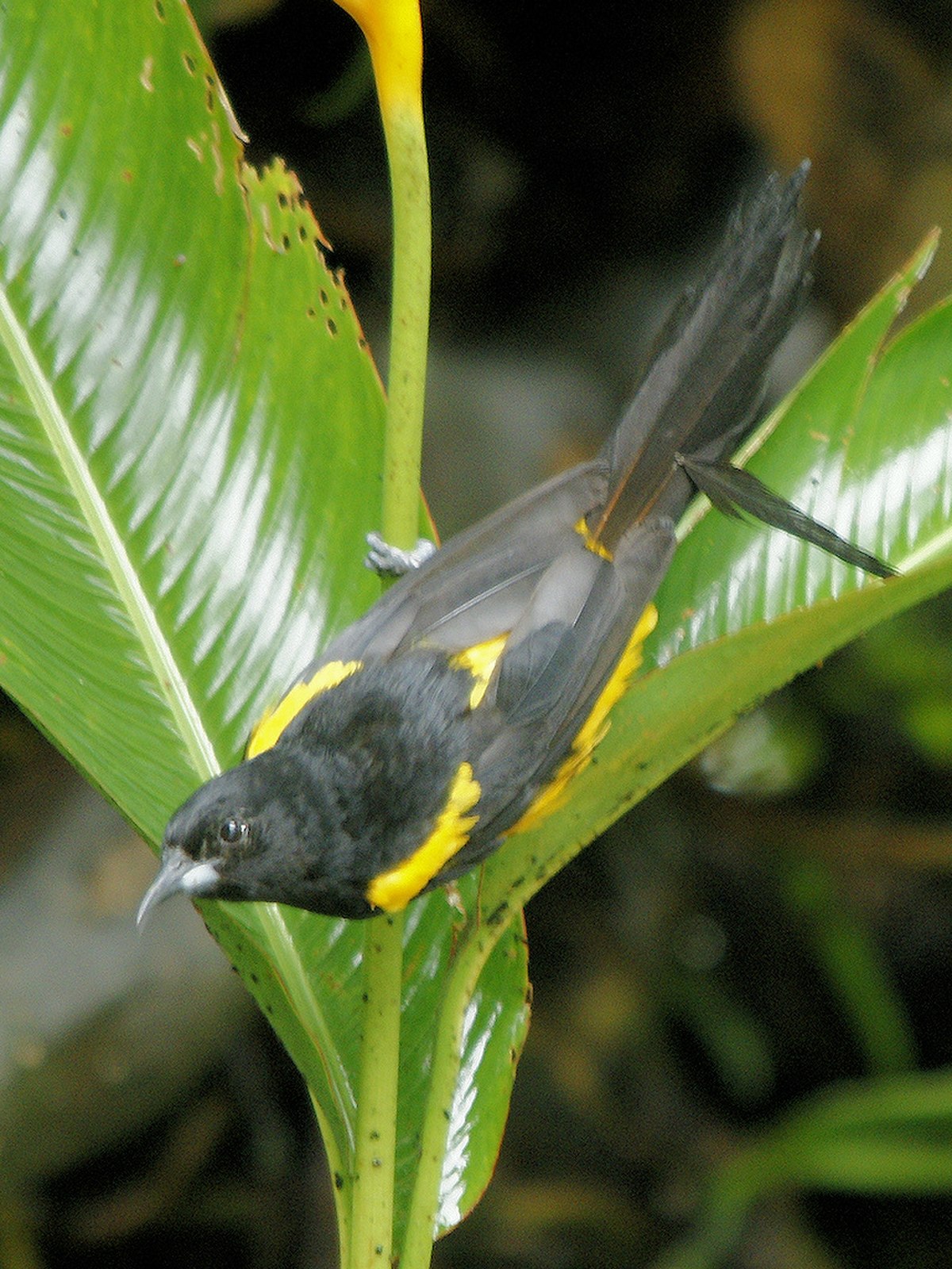 Oriole monacal