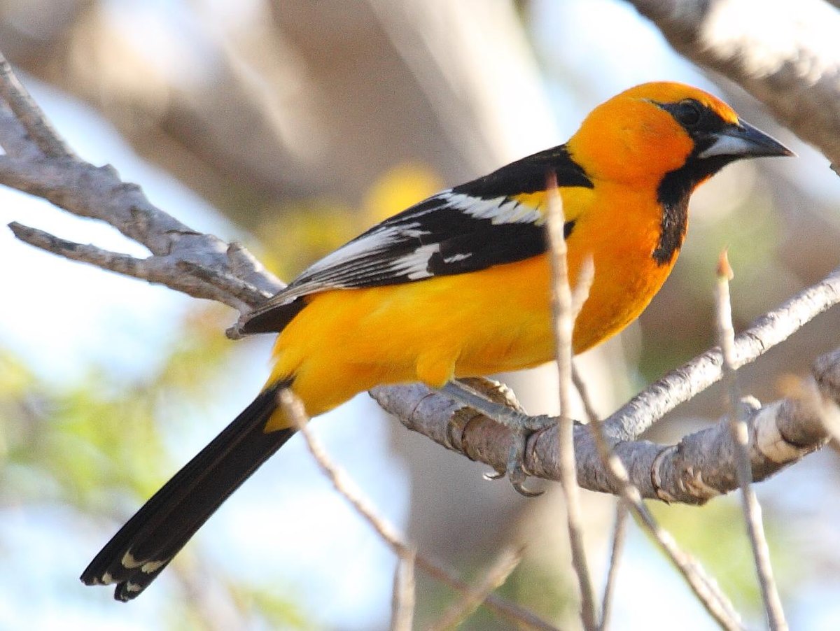 Oriole à dos rayé