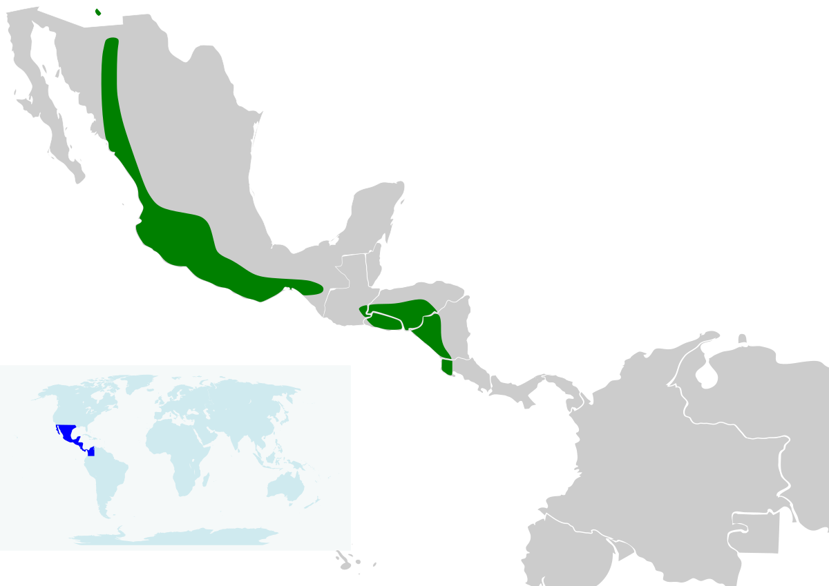 Icterus pustulatus map.svg